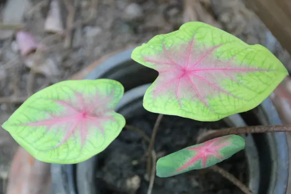 Bahçede yeşil yaprak