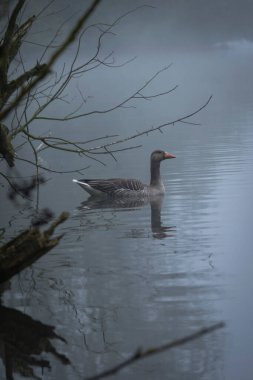 Kaz sisli bir gölde yüzüyor Kissee Goettingen, Almanya