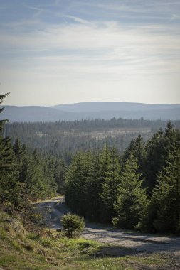 Almanya 'nın Harz Dağı' ndaki Orman Yolu Manzarası