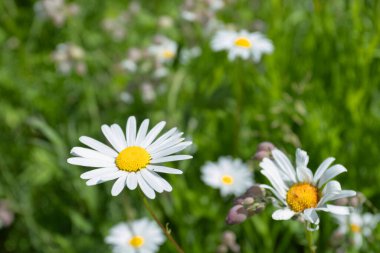 Sunny Meadow 'da papatyaların yakın çekimi