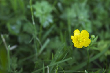 Yeşil bir çayırda canlı sarı bir düğün çiçeği