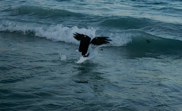 Martı dalıştan sonra sudan havalanıyor..