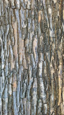 Ağaç gövdesinin dokusu, çatlamış kabuğun üzerindeki çeşitli gölgeler..
