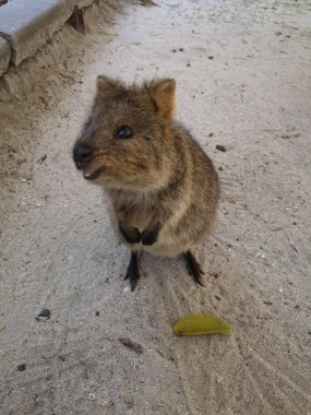 Hayvanat bahçesindeki sevimli küçük kahverengi kanguru.