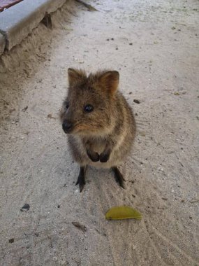 Avustralya kangurusu hayvanat bahçesinde