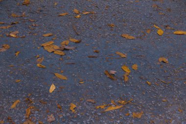 Parkta sonbahar yaprakları