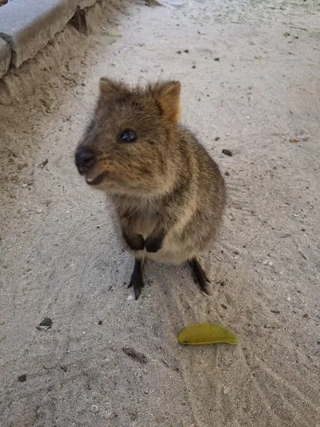 Hayvanat bahçesindeki sevimli küçük kahverengi kanguru.