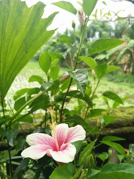 Bahçedeki güzel çiçekler