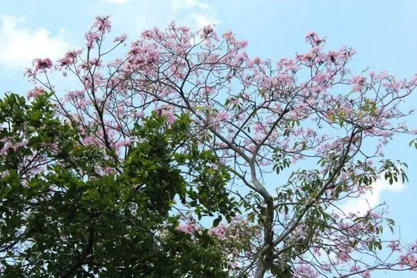 Güzel botanik fotoğrafı, doğal duvar kağıdı.