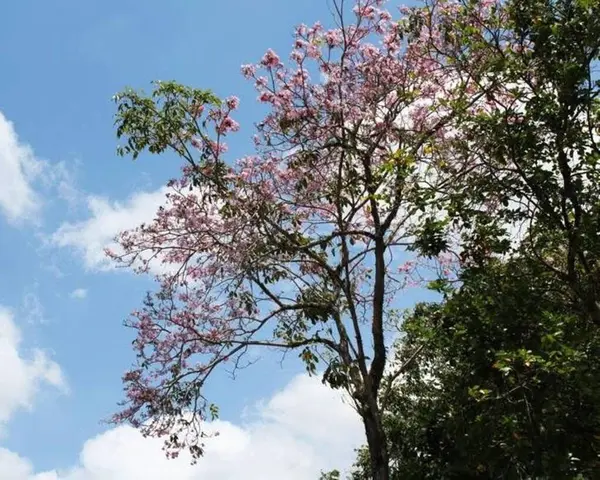 Güzel botanik fotoğrafı, doğal duvar kağıdı.
