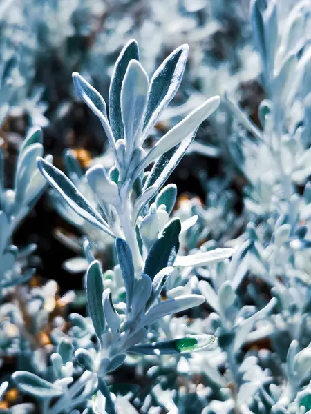 Bahçedeki bir bitkinin yakın çekimi.