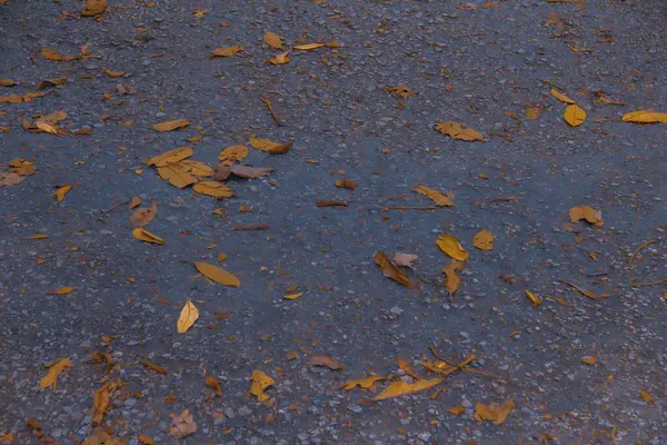 Parkta sonbahar yaprakları