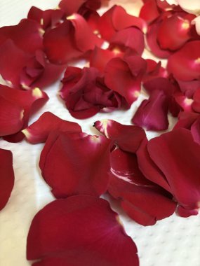 Bahçede kırmızı gül yaprakları