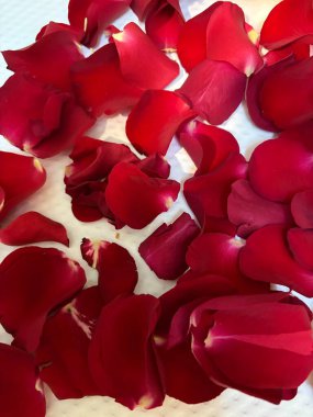 Beyaz arka planda güzel kırmızı güller