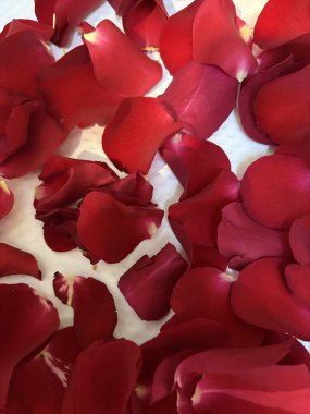 Kırmızı gül yaprakları
