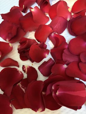 gül yaprakları kırmızı bir arka plan üzerinde