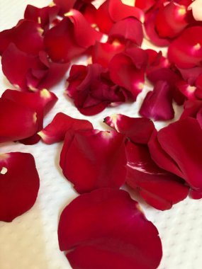 Kırmızı ve beyaz gül