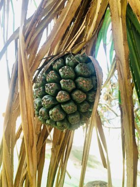 bir ağacın yeşil yaprakları