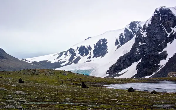 Norveç 'in kuzeyindeki dağların güzel manzarası.