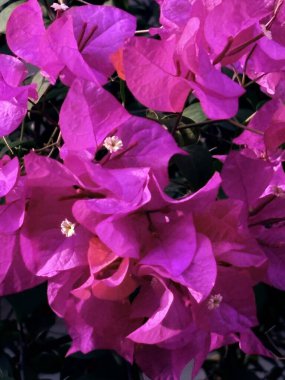 Bahçedeki kırmızı begonvil çiçeği..