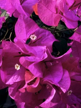 Bahçedeki pembe çiçekleri kapat.