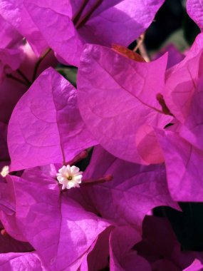 Bahçedeki güzel pembe çiçek