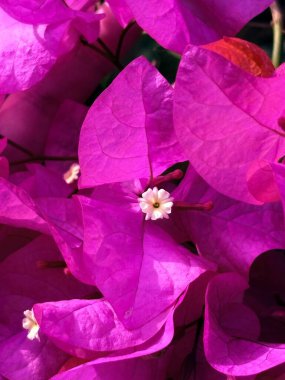 Bahçedeki kırmızı çiçekler