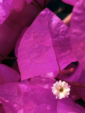 Bahçedeki güzel pembe çiçek