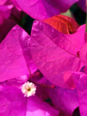 Bahçedeki güzel çiçekler