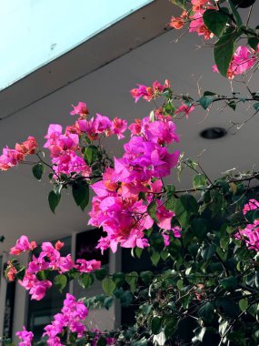 Bahçedeki güzel çiçekler