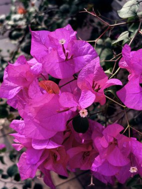 Bahçedeki güzel çiçekler