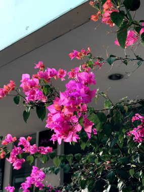 Bahçedeki güzel çiçekler