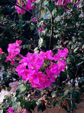 Bahçedeki güzel pembe çiçekler