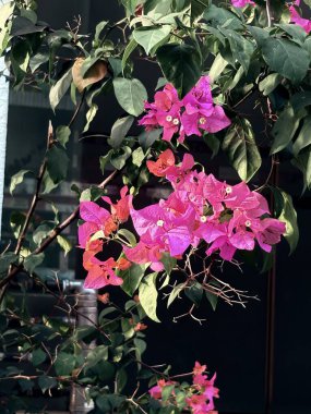 Bahçedeki güzel çiçekler