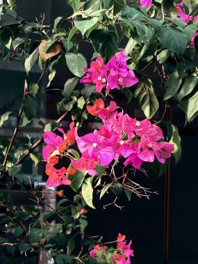 Güzel çiçekler, çiçek konsepti