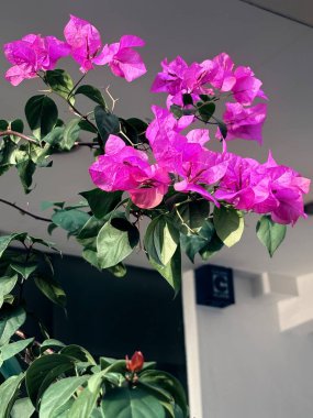 Bahçedeki güzel pembe çiçekler