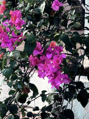 Bahçedeki güzel çiçekler