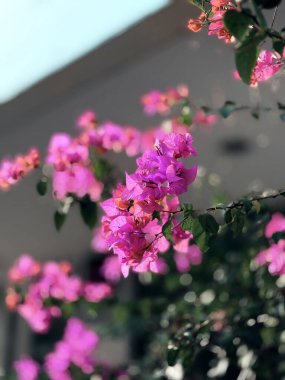 Bahçedeki güzel çiçekler