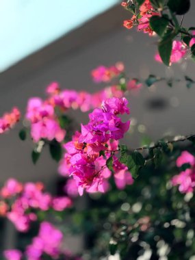 Bahçedeki güzel çiçekler