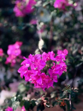 Bahçedeki güzel çiçekler