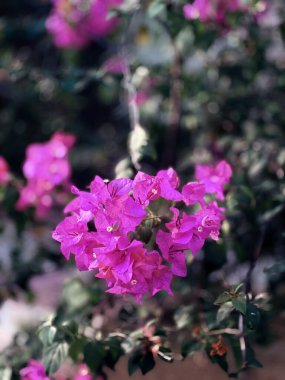 Bahçedeki güzel çiçekler