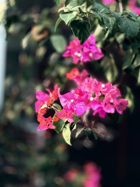 Bahçedeki güzel çiçekler