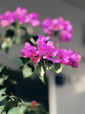 Bahçedeki güzel çiçekler