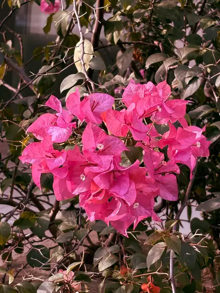 Bahçedeki kırmızı amber çiçeği