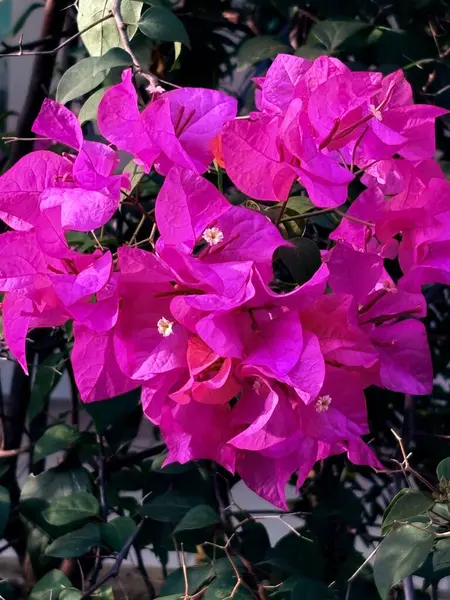 Bahçedeki güzel pembe çiçekler