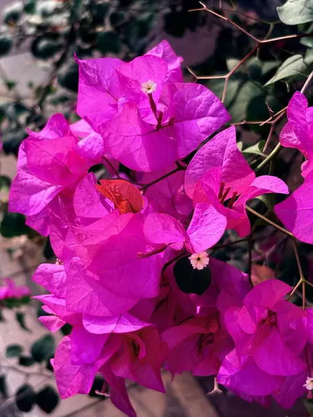 Bahçedeki güzel kırmızı çiçek