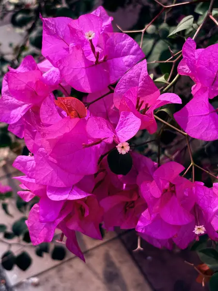 Bahçedeki güzel pembe çiçekler