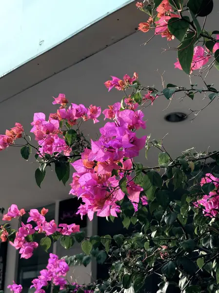 Bahçedeki güzel çiçekler