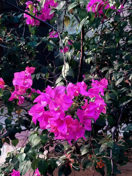 Bahçedeki güzel çiçekler