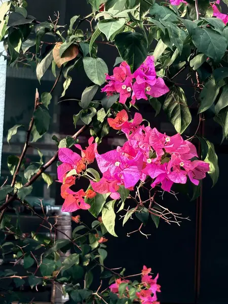 Bahçedeki güzel çiçekler